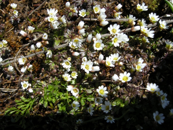 Erophila verna (L.) Chevall.